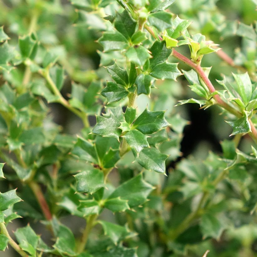 Berberis darwinii Compacta - Agracejo (Follaje)