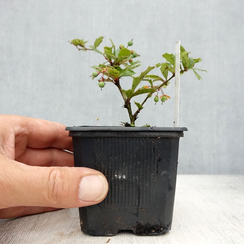 Berberis darwinii en godet de 9cm Ejemplar entregado en la primavera