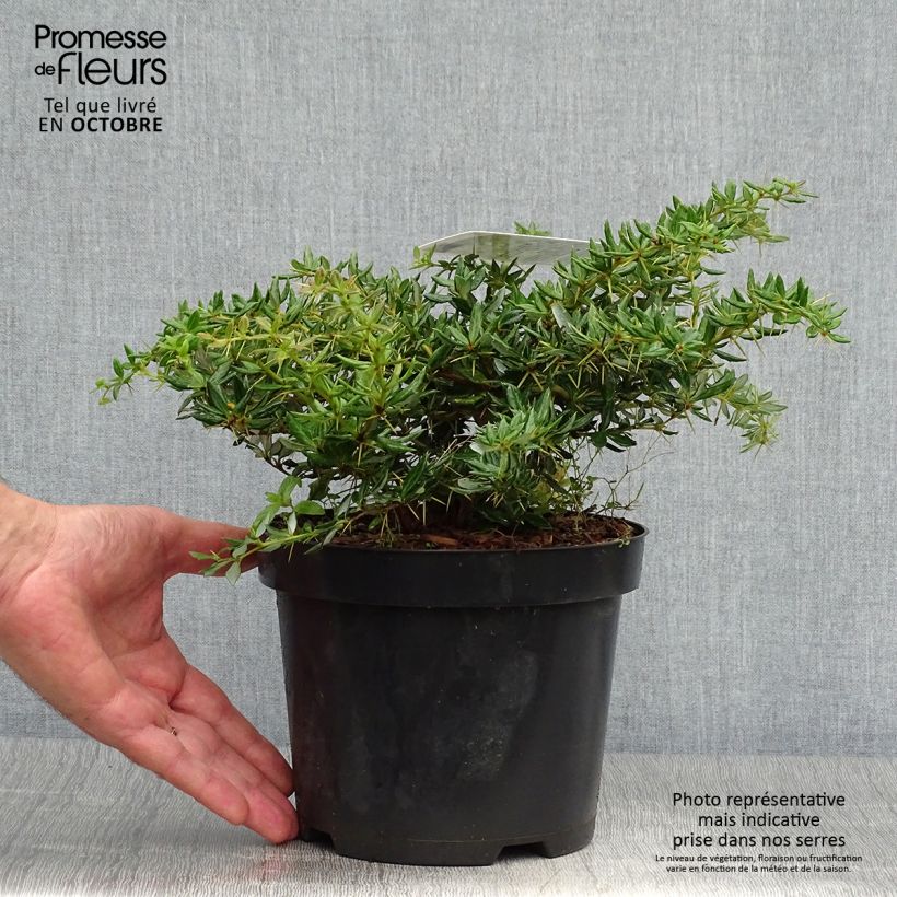 Ejemplar de Berberis frikartii Amstelveen - Epine-vinette de Frikart. Pot de 2L/3L entregado en otoño