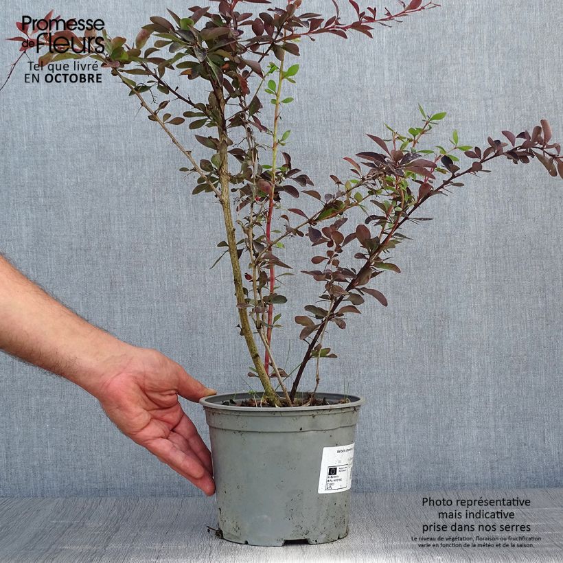 Ejemplar de Berberis ottawensis Auricoma - Epine-vinette. Pot de 3L/4L entregado en otoño