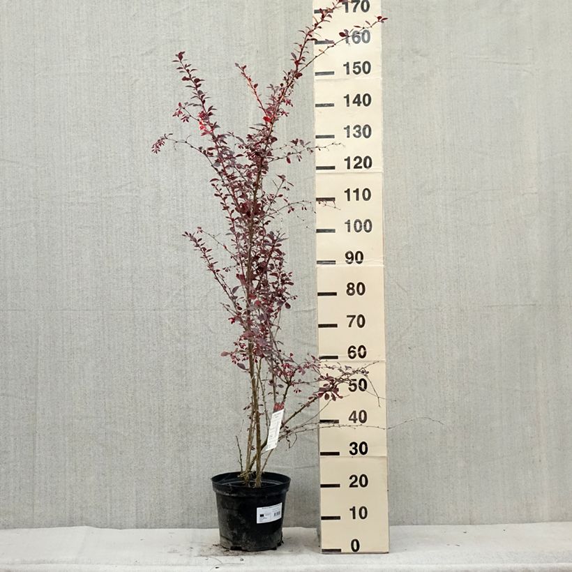 Ejemplar de Agracejo - Berberis ottawensis Superba Maceta 7,5L/10LAltura de entrega aprox. 60/80cm entregado en verano