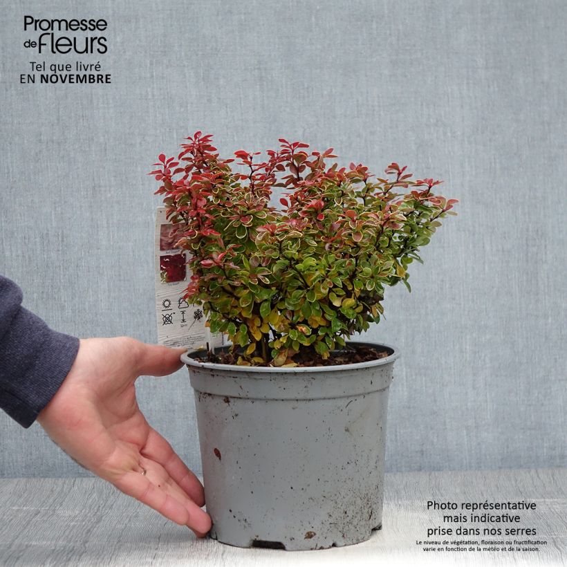 Ejemplar de Berberis thunbergii Admiration 20cm en pot de 3L.  entregado en otoño