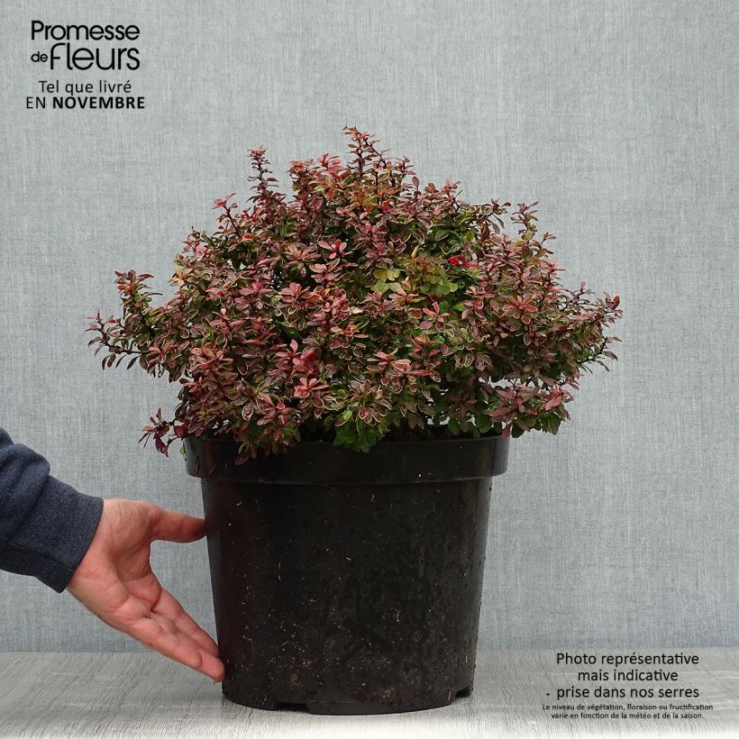 Ejemplar de Berberis thunbergii Admiration-30/40cm en pot de 10L. entregado en otoño