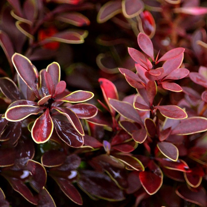 Agracejo rojo - Berberis thunbergii Admiration (Follaje)