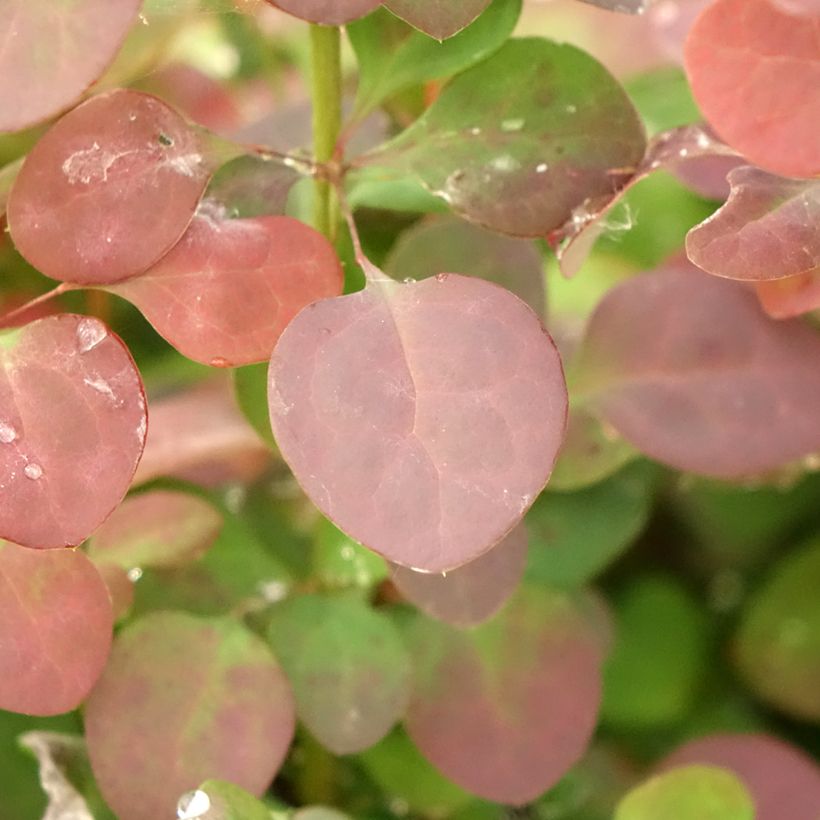 Agracejo rojo - Berberis thunbergii Atropurpurea (Follaje)