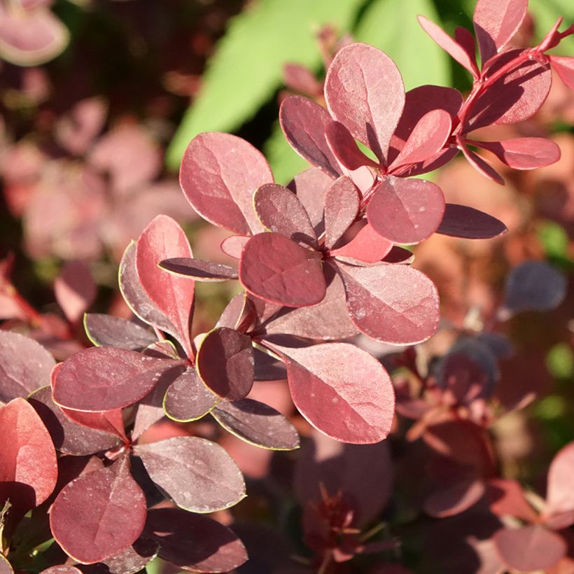 Agracejo rojo - Berberis thunbergii Atropurpurea (Follaje)