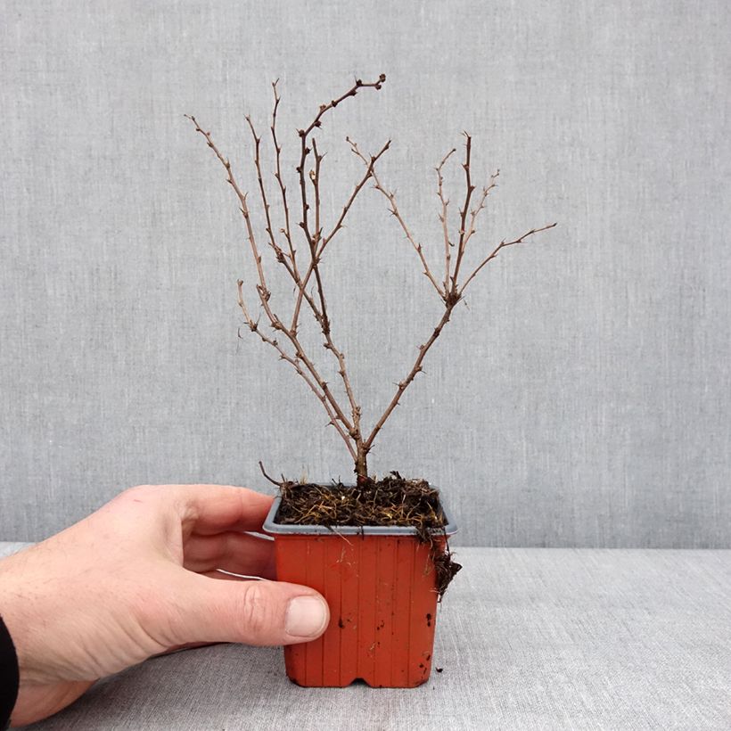 Agracejo japonés Aurea - Berberis thunbergii Maceta de 8/9 cm Ejemplar entregado en invierno