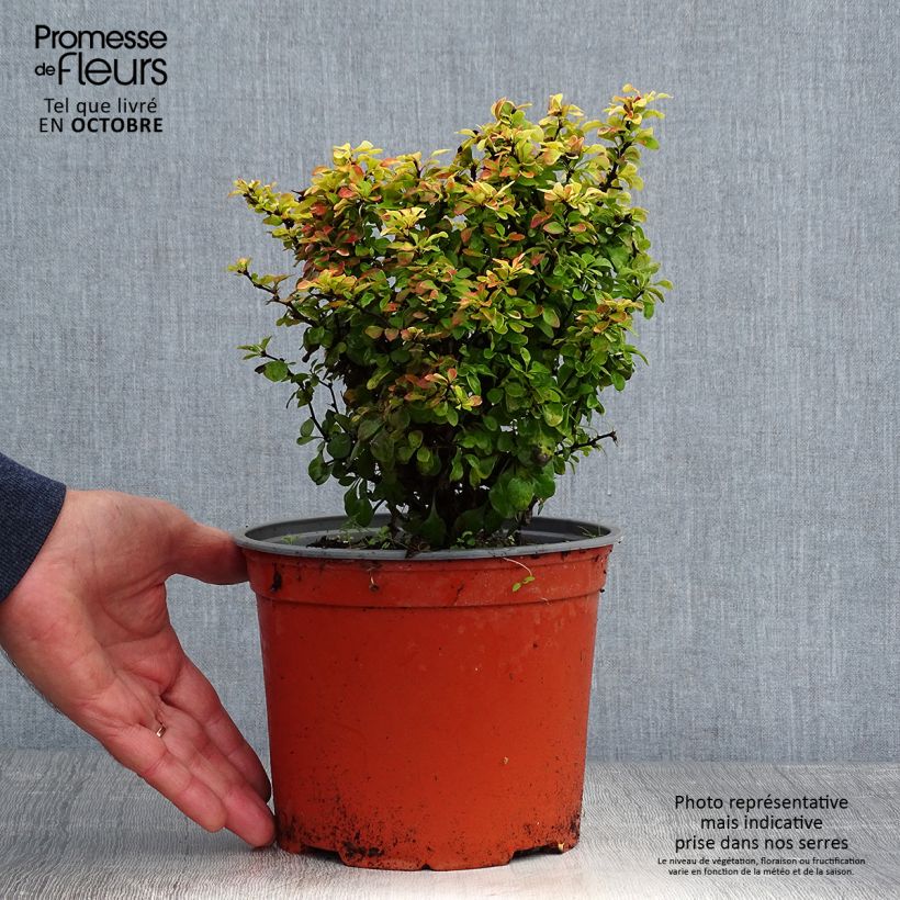 Ejemplar de Berberis thunbergii Bonanza Gold - Épine-vinette de Thunberg  Pot de 2L/3L entregado en otoño