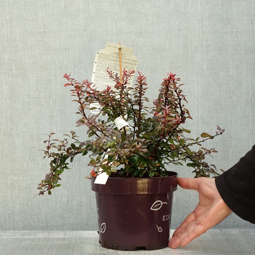 Ejemplar de Berberis thunbergii Cabernet FIRST EDITIONS - Epine-vinette - Pot de 3L/4L entregado en otoño