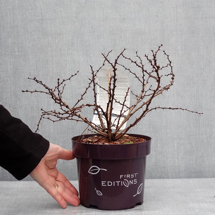 Agracejo japonés - Berberis thunbergii Cabernet Maceta 3L/4LAltura de entrega aprox. 25/30cm Ejemplar entregado en invierno