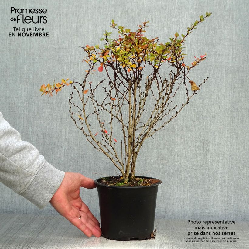 Ejemplar de Berberis thunbergii - Epine-vinette de Thunberg 20/+cm en pot de 2/3L entregado en otoño