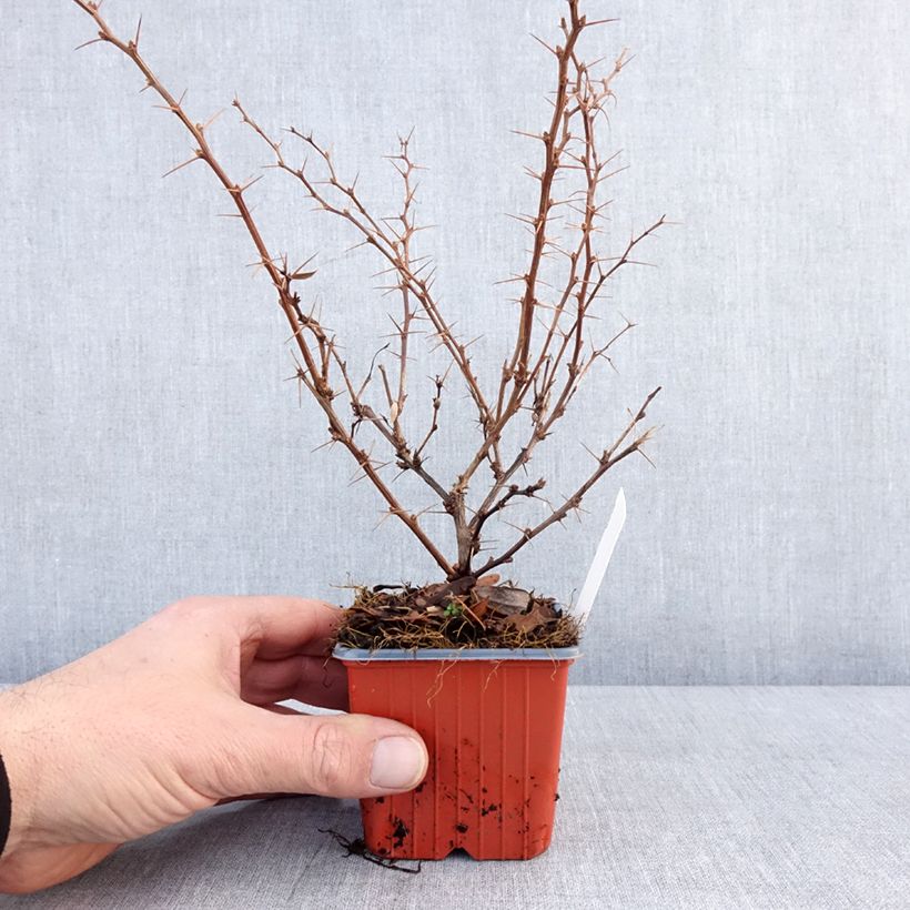 Agracejo japonés - Berberis thunbergii Erecta Maceta de 8/9 cm Ejemplar entregado en invierno