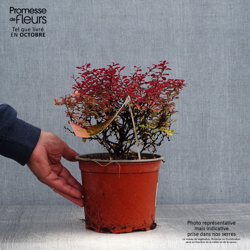 Ejemplar de Berberis thunbergii Fireball - Epine-vinette Pot de 2L/3L entregado en otoño