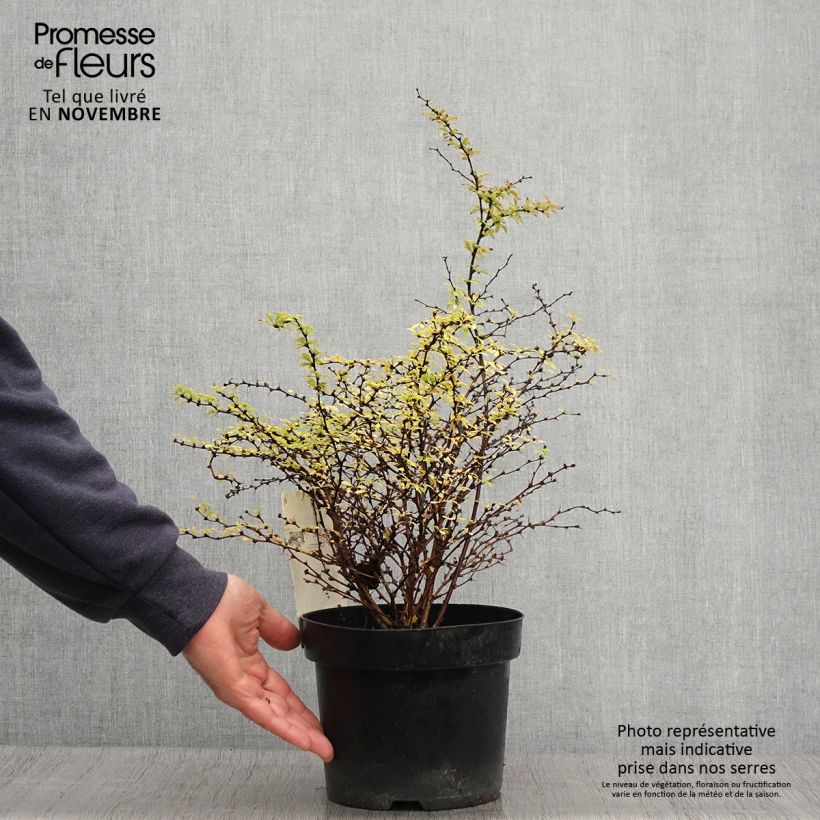 Ejemplar de Berberis thunbergii Golden Dream - Épine-vinette Pot de 2L/3L entregado en otoño