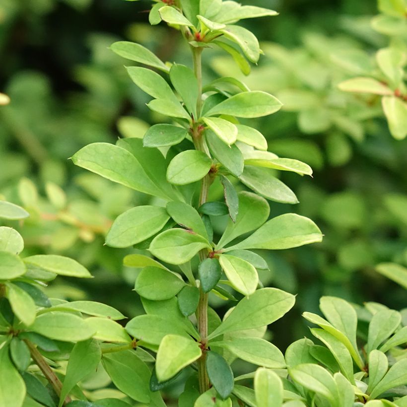 Agracejo japonés - Berberis thunbergii Golden Dream (Follaje)