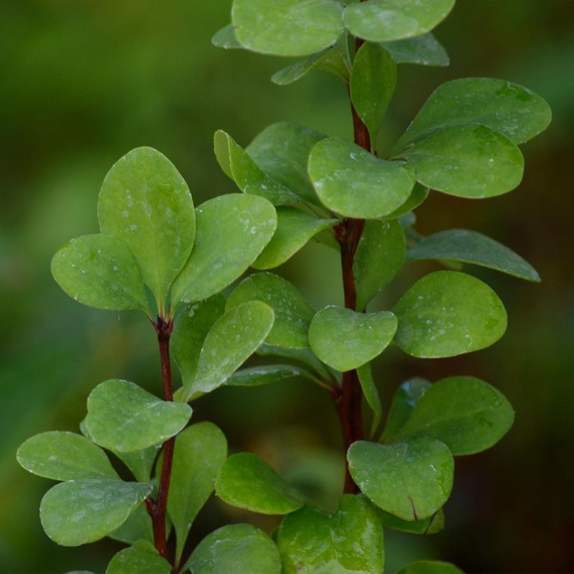 Agracejo japonés - Berberis thunbergii Golden Rocket (Follaje)