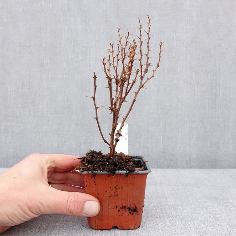 Agracejo japonés - Berberis thunbergii Golden Torch Maceta de 8/9 cm Ejemplar entregado en invierno