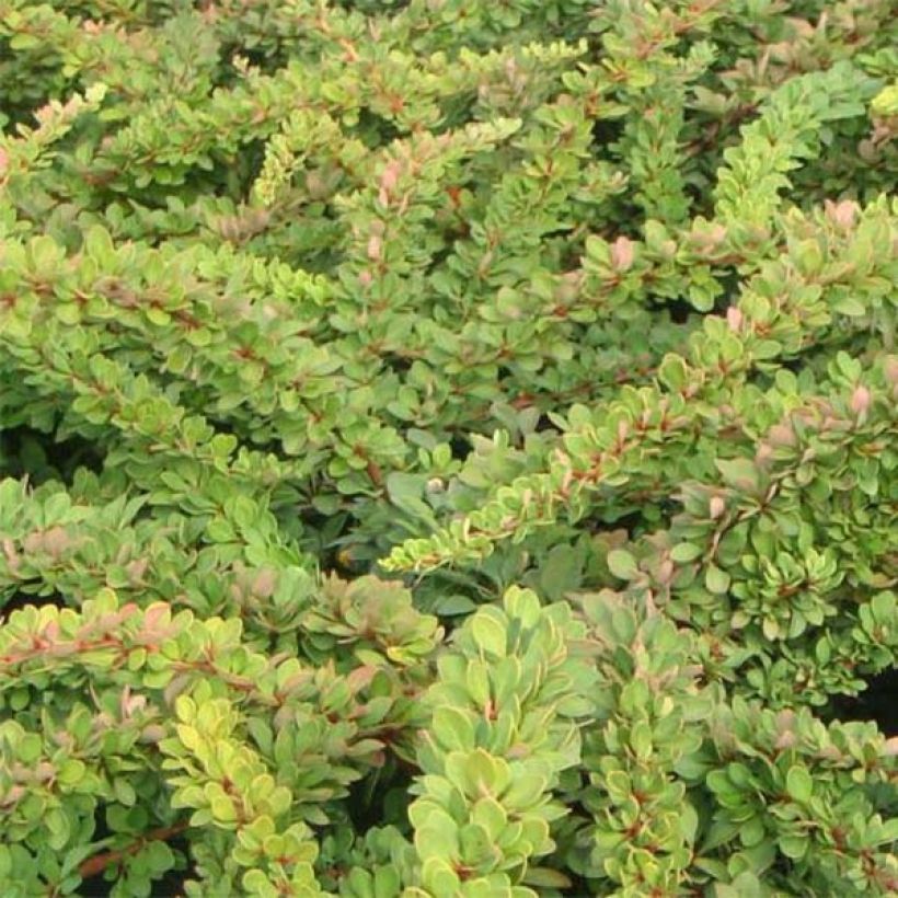 Agracejo japonés - Berberis thunbergii Green Carpet (Follaje)