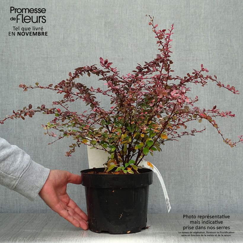 Ejemplar de Berberis thunbergii Harlequin - Epine-vinette Pot de 2L/3L entregado en otoño