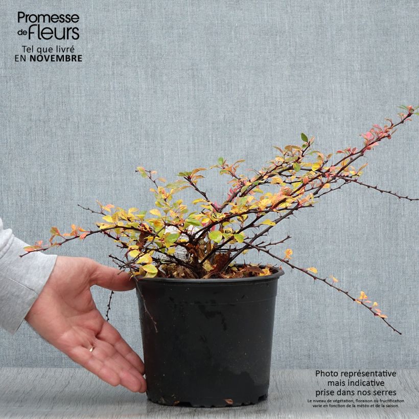 Ejemplar de Berberis thunbergii Natasza Pot de 2L/3L entregado en otoño