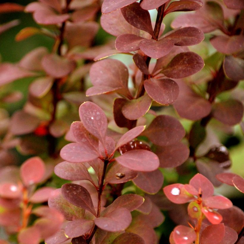 Agracejo japonés - Berberis thunbergii Orange Rocket (Follaje)