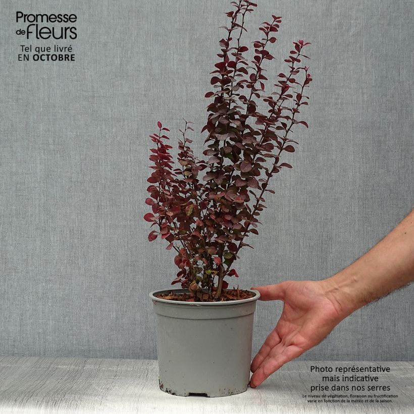 Ejemplar de Berberis thunbergii Orange Rocket - Epine-vinette Pot de 3L/4L entregado en otoño