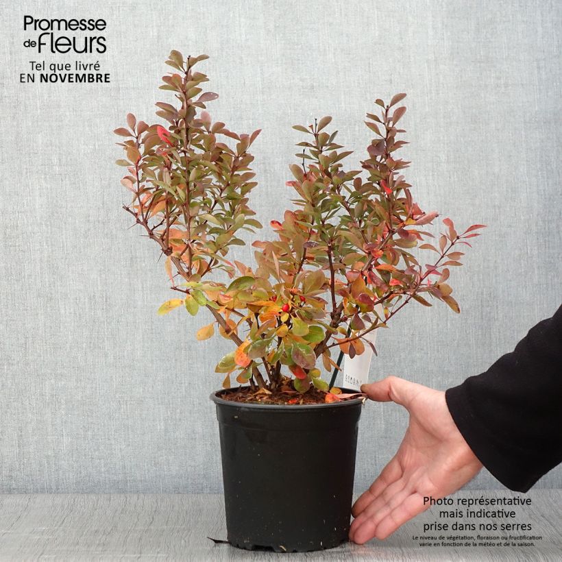 Ejemplar de Berberis thunbergii Red Rocket - Epine-vinette Pot de 2L/3L entregado en otoño