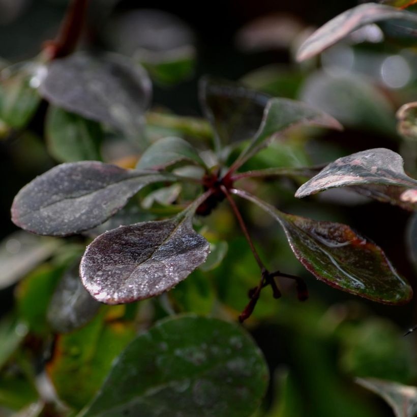 Agracejo japonés - Berberis thunbergii Rosy Glow (Follaje)