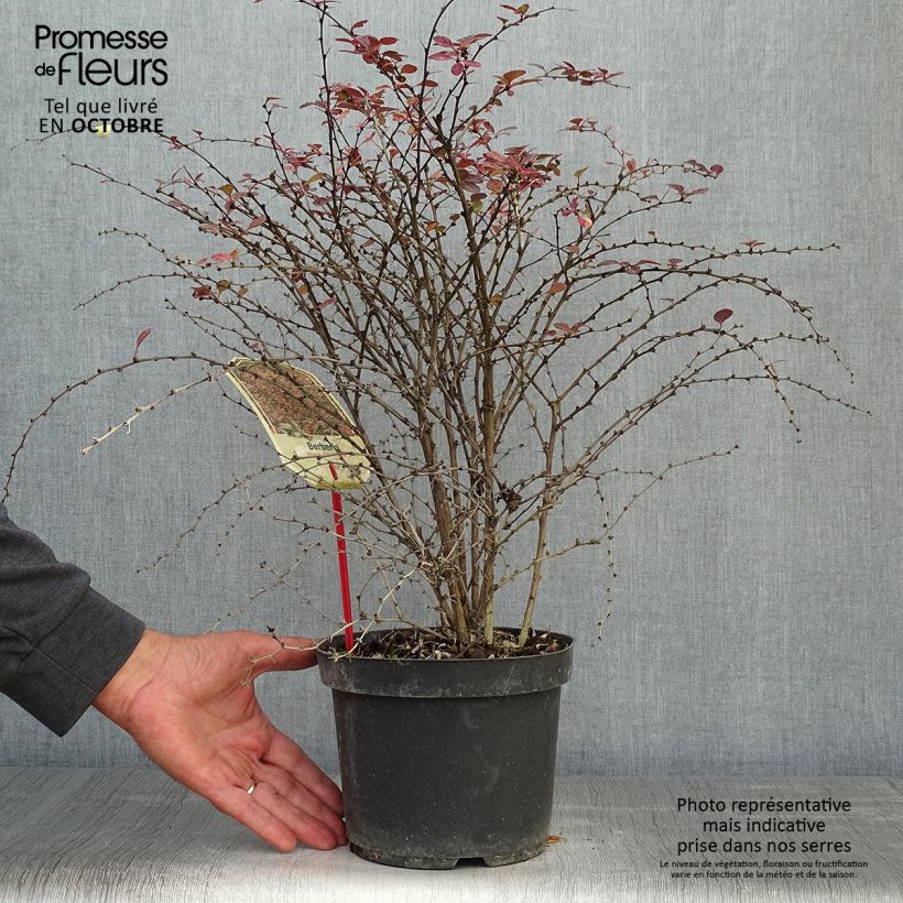 Ejemplar de Berberis thunbergii Rosy Glow en pot de 3L entregado en otoño