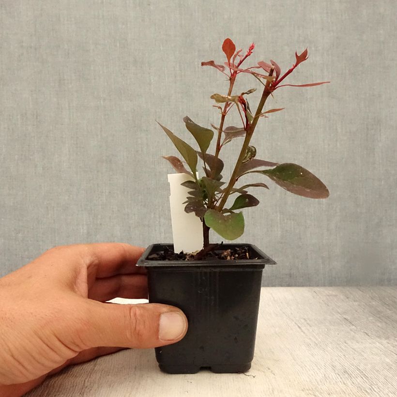 Ejemplar de Berberis thunbergii Rosy Glow - Godet de 8/9 cm entregado en verano