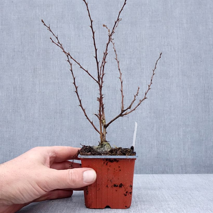 Agracejo japonés - Berberis thunbergii Silver Beauty Maceta de 8/9 cm Ejemplar entregado en invierno