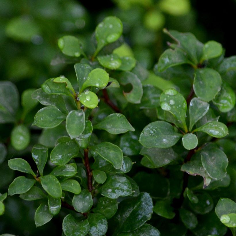 Agracejo japonés - Berberis thunbergii Tiny Gold (Follaje)