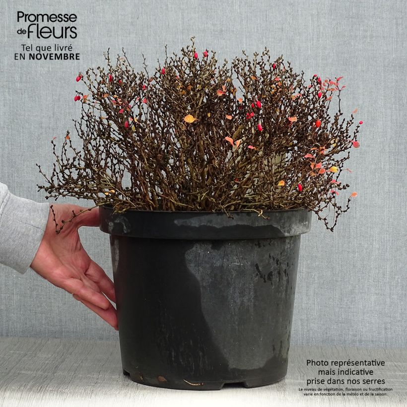 Ejemplar de Berberis thunbergii Tiny Gold - Epine vinette en pot de 7,5L/10L entregado en otoño