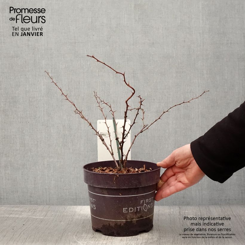 Berberis thunbergii Toscana Pot de 2L/3L Ejemplar entregado en invierno