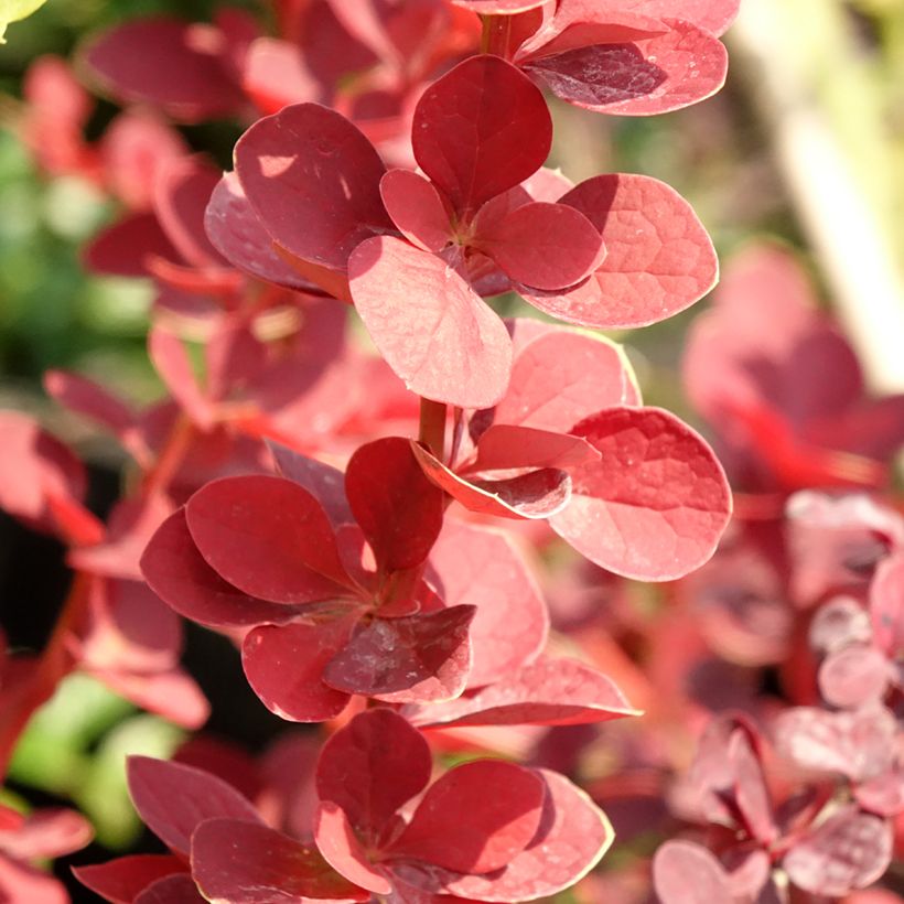 Agracejo japonés - Berberis thunbergii Toscana (Follaje)