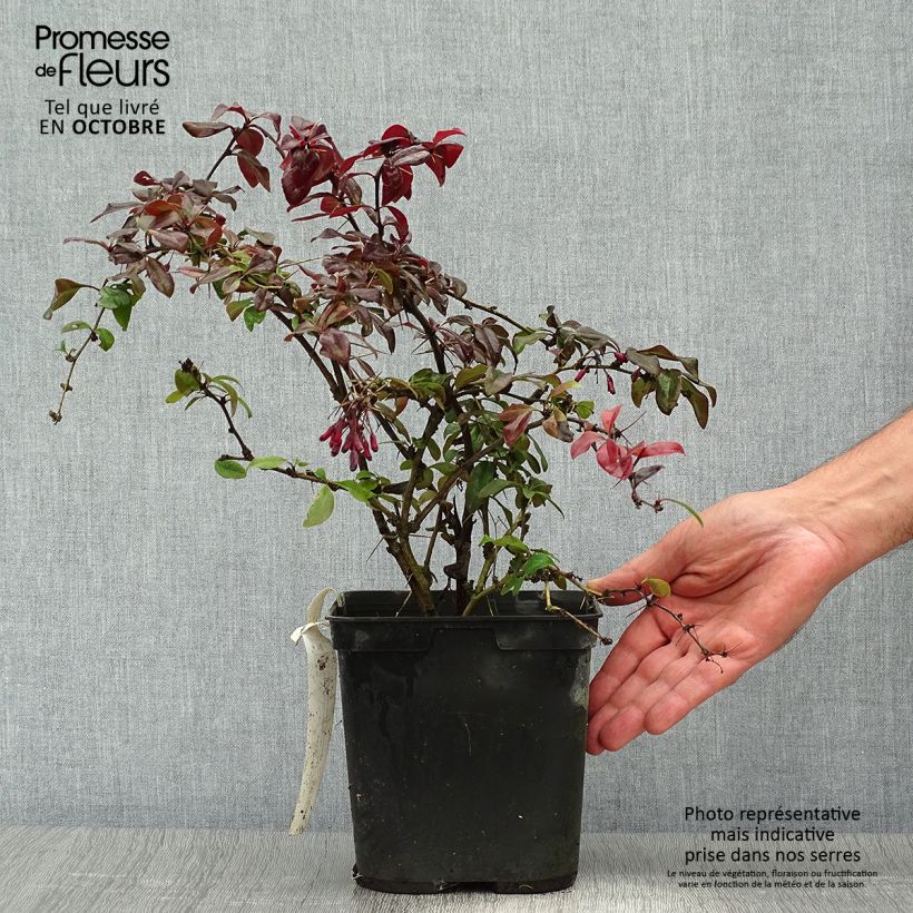 Ejemplar de Berberis Thunderbolt® - Epine-vinette Pot de 2L/3L entregado en otoño