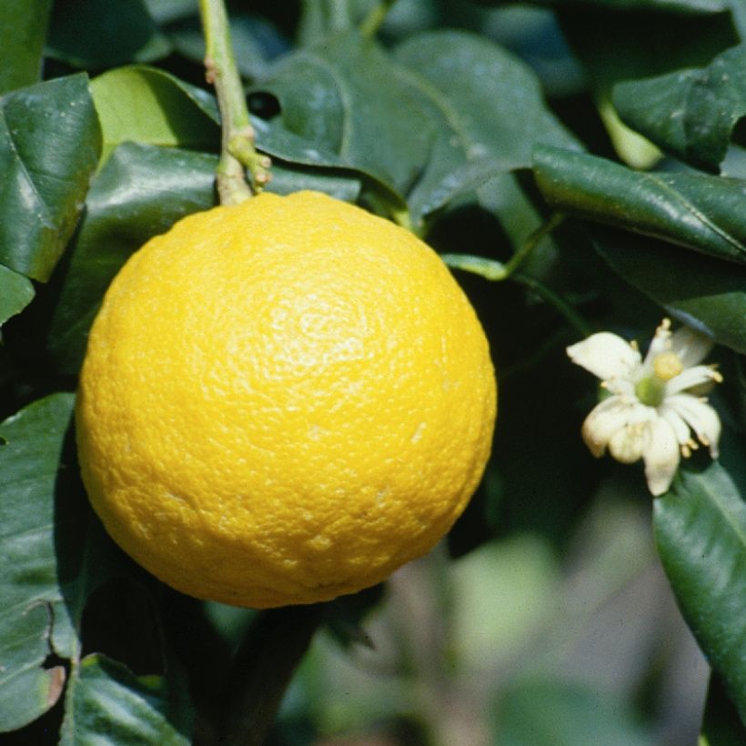 Bergamota - Citrus bergamia (Cosecha)