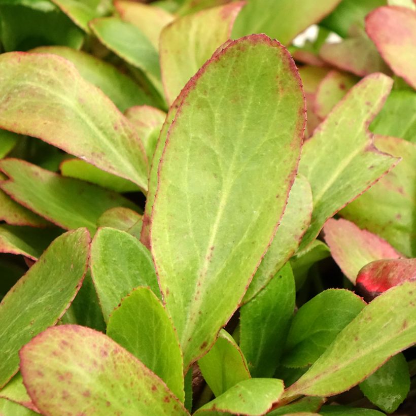 Bergenia Bach - Hortensia de invierno (Follaje)