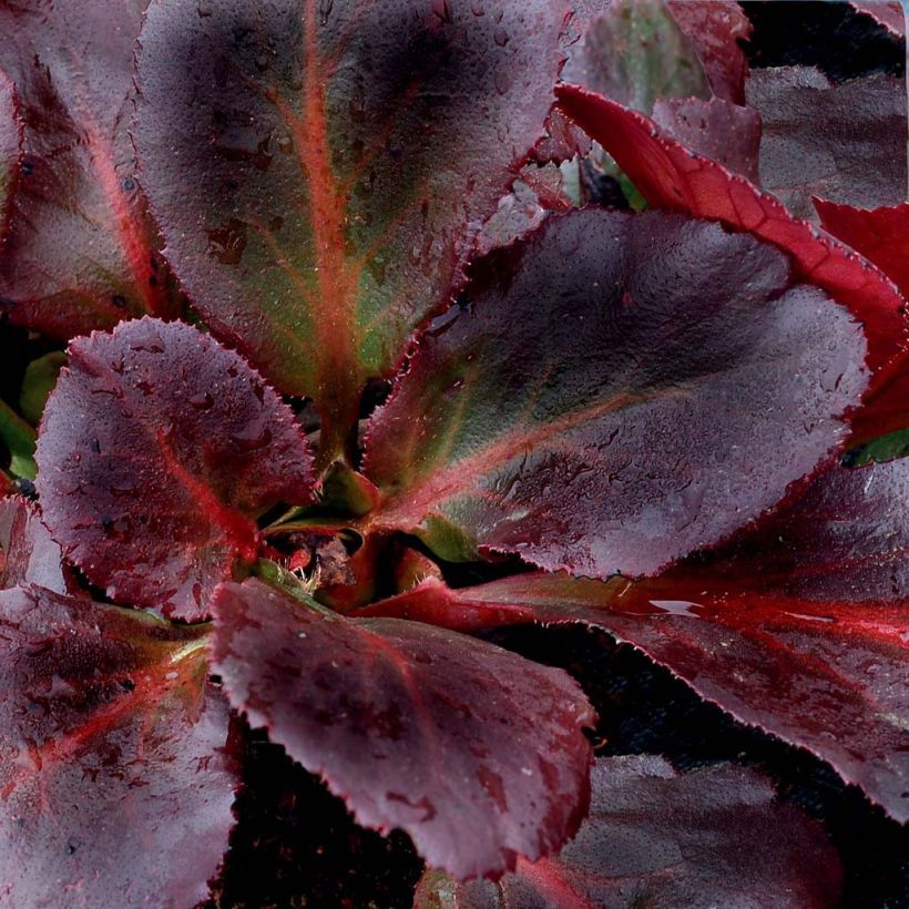 Bergenia cordifolia Dragonfly Sakura - Hortensia de invierno (Follaje)