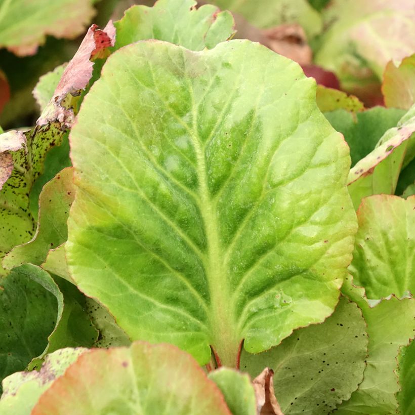 Bergenia Eden's Magic Giant - Hortensia de invierno (Follaje)