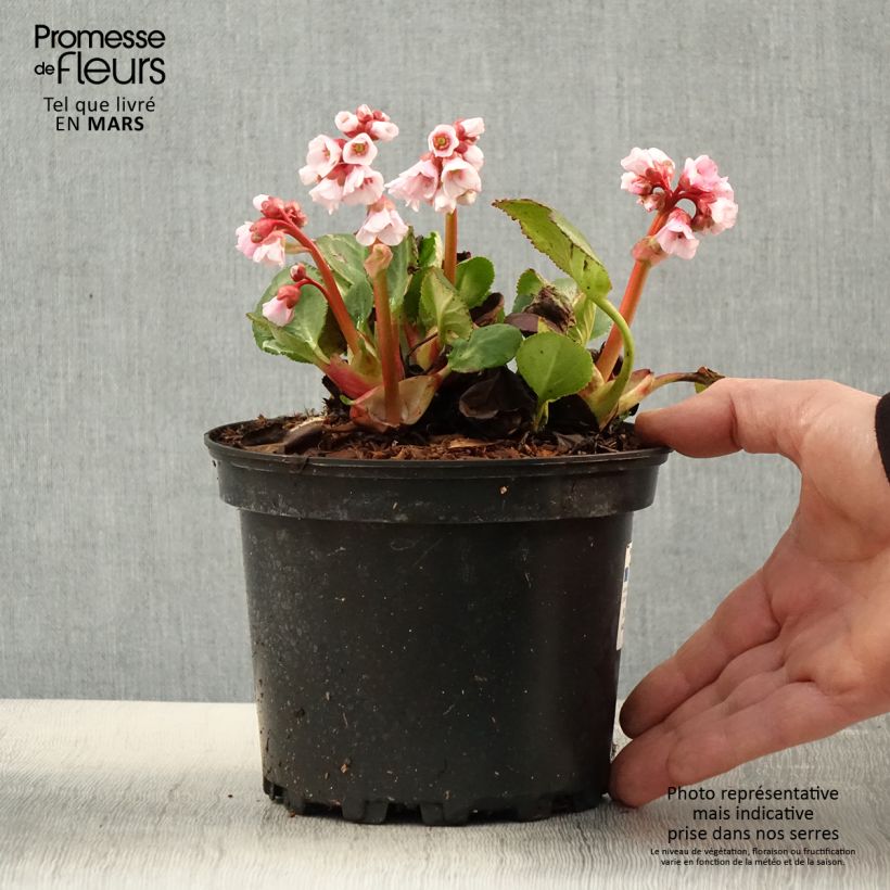 Bergenia Harzkristall - Hortensia de invierno Maceta 2L/3L Ejemplar entregado en la primavera