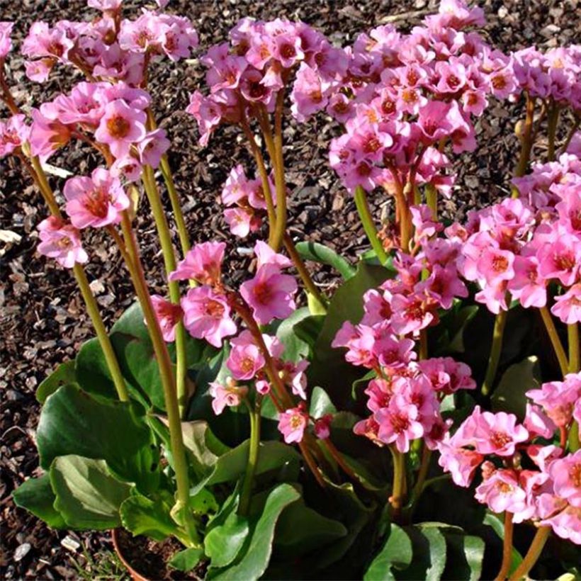 Bergenia Rosenkristall - Hortensia de invierno (Floración)