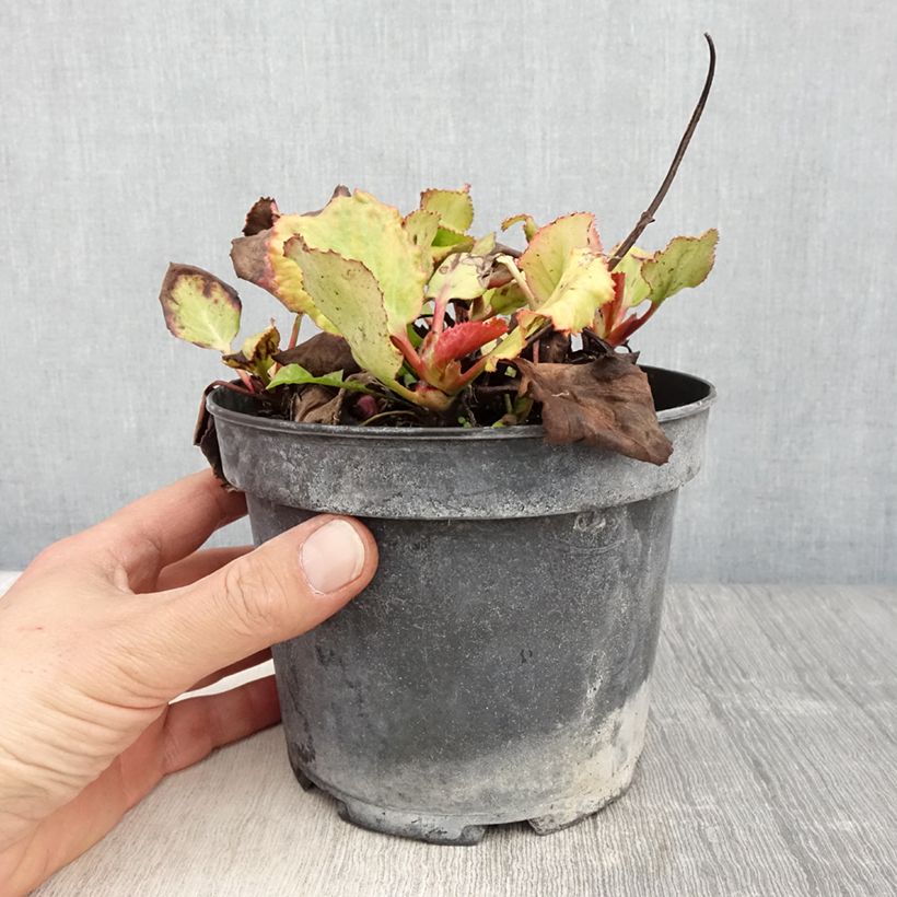 Bergenia Morgenrote - Plante des savetiers en 2L/3L Ejemplar entregado en la primavera