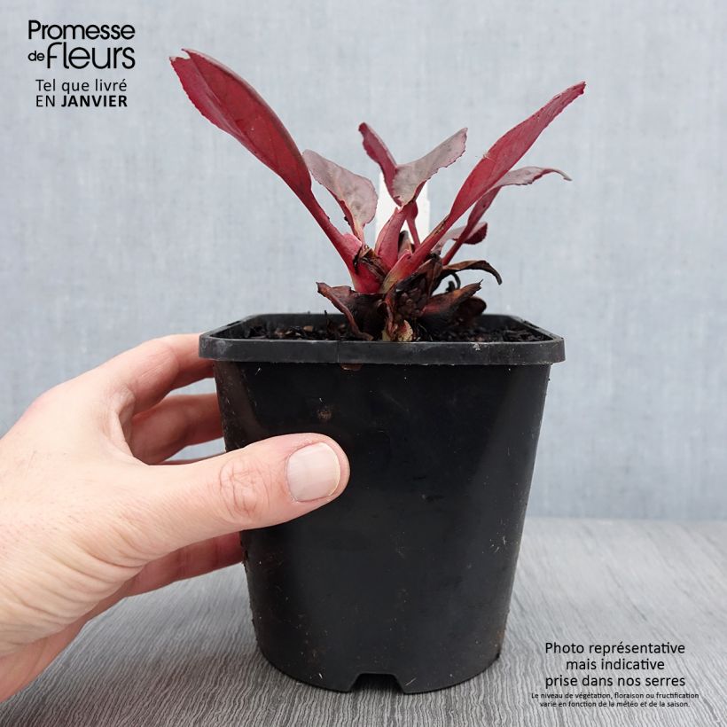 Bergenia Ouverture - Pot de 1.5L/2L Ejemplar entregado en invierno