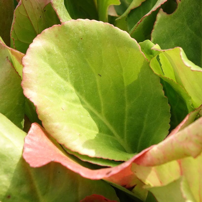 Bergenia purpurascens - Hortensia de invierno (Follaje)