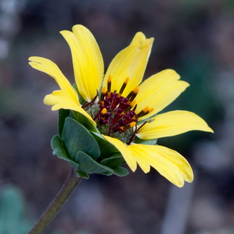 Berliandiera lyrata - Margarita de chocolate (Floración)