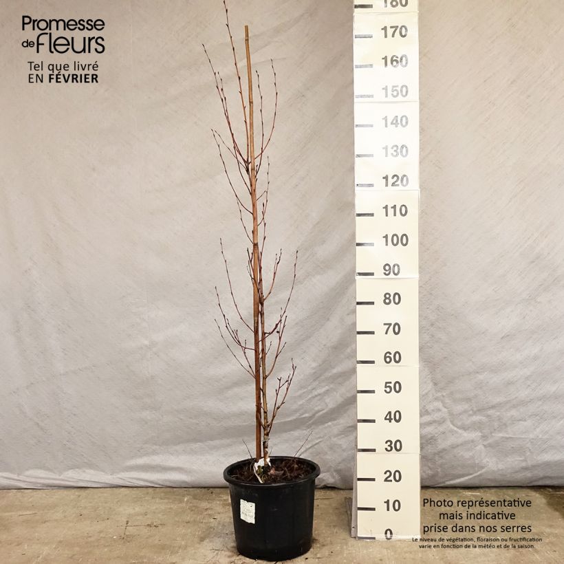 Betula ermanii Holland - Bouleau d'Erman  Pot de 15L Ejemplar entregado en invierno