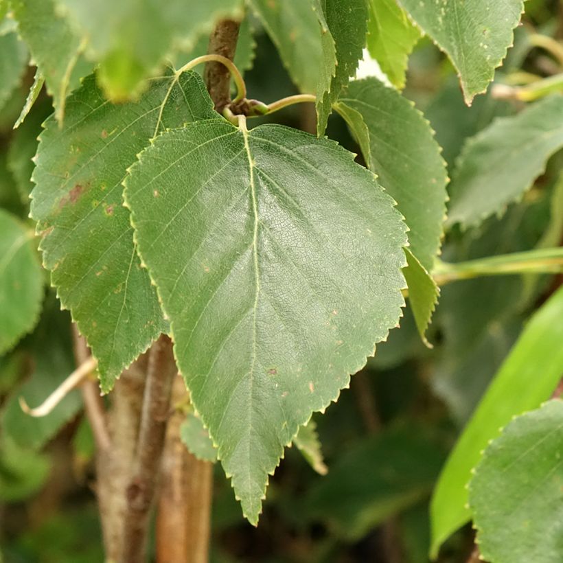 Abedul - Betula ermanii Holland (Follaje)