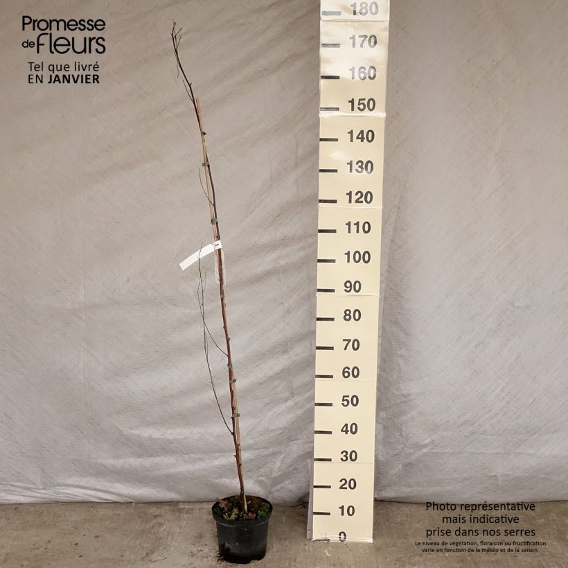 Betula pendula Fastigiata - Bouleau fastigié Pot de 2L/3L Ejemplar entregado en invierno