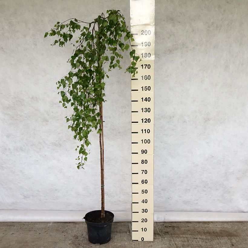 Betula pendula Youngii  en pot de 7,5L/10L - Bouleau pleureur Ejemplar entregado en la primavera